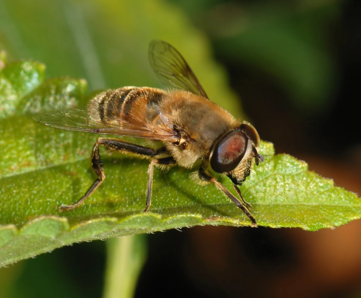 Drone Fly | NatureRules1 Wiki | Fandom