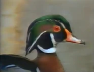 Geo Kids (1994-1995)