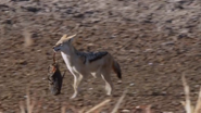 Nature's Great Events (2009)