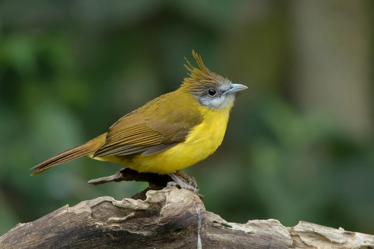 White-throated Bulbul | NatureRules1 Wiki | Fandom