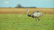 Wild Argentina (2017)