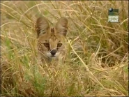 Big Cat Diary (1996-2008)