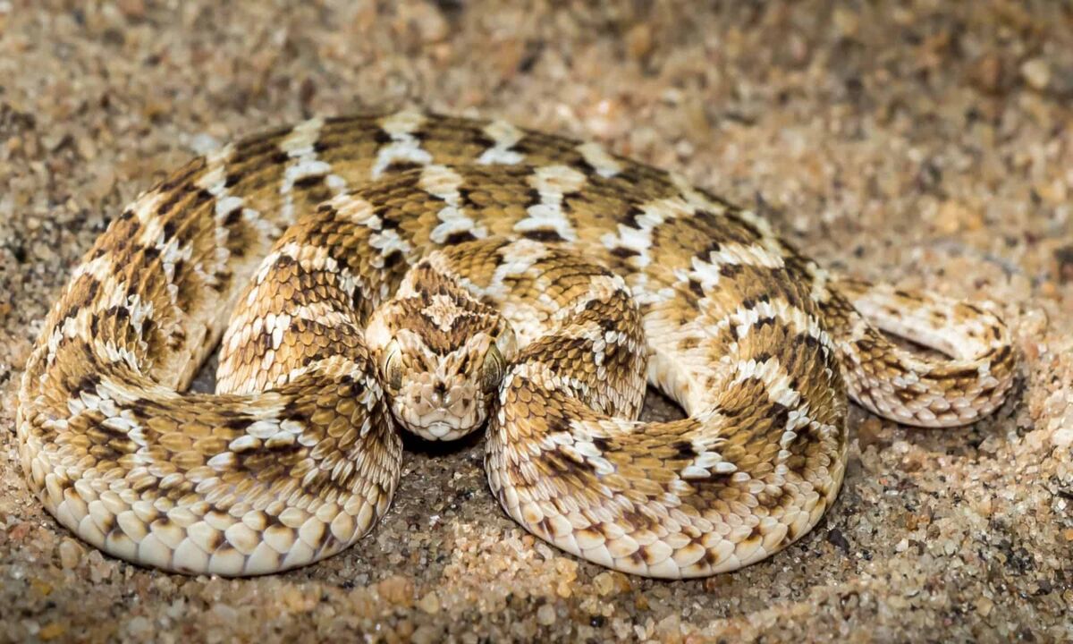 Image Result For Know Our Nature Saw Scalled Viper Shorts Viral Vapi