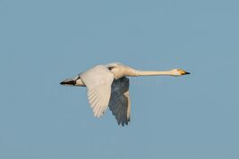 Flying-whooper-swan-cygnus-cygnus-winter-flying-whooper-swan-cygnus-cygnus-winter-lower-oder-valley-national-park-143950530