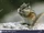 Least Chipmunk