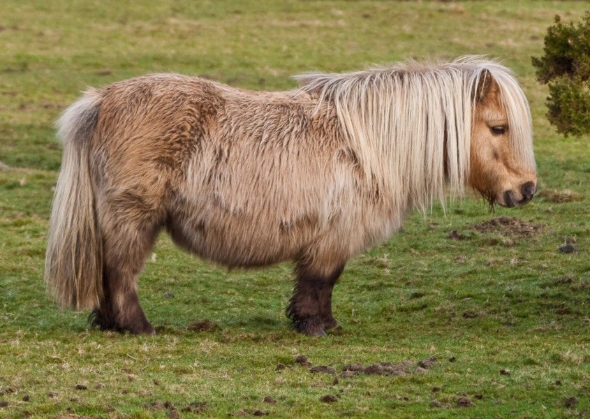Spotlight on: Miniature Horses Miniature horse, Horses, Horse rescue