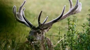Wild Slovakia (2015)