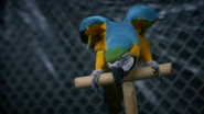 Zoo (2015-2017)