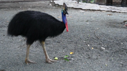 Zoo Clues (2013)