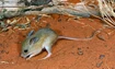 Spinifex Hopping Mouse