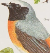 Common Redstart | NatureRules1 Wiki | Fandom