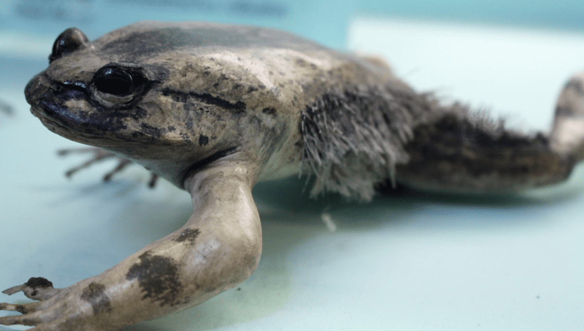 Hairy Frog | NatureRules1 Wiki | Fandom