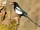 Eurasian Magpie