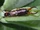 European Earwig