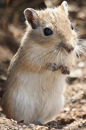 Mongolian hamster best sale