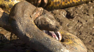 Raw Nature (2009)