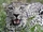 Arabian Leopard