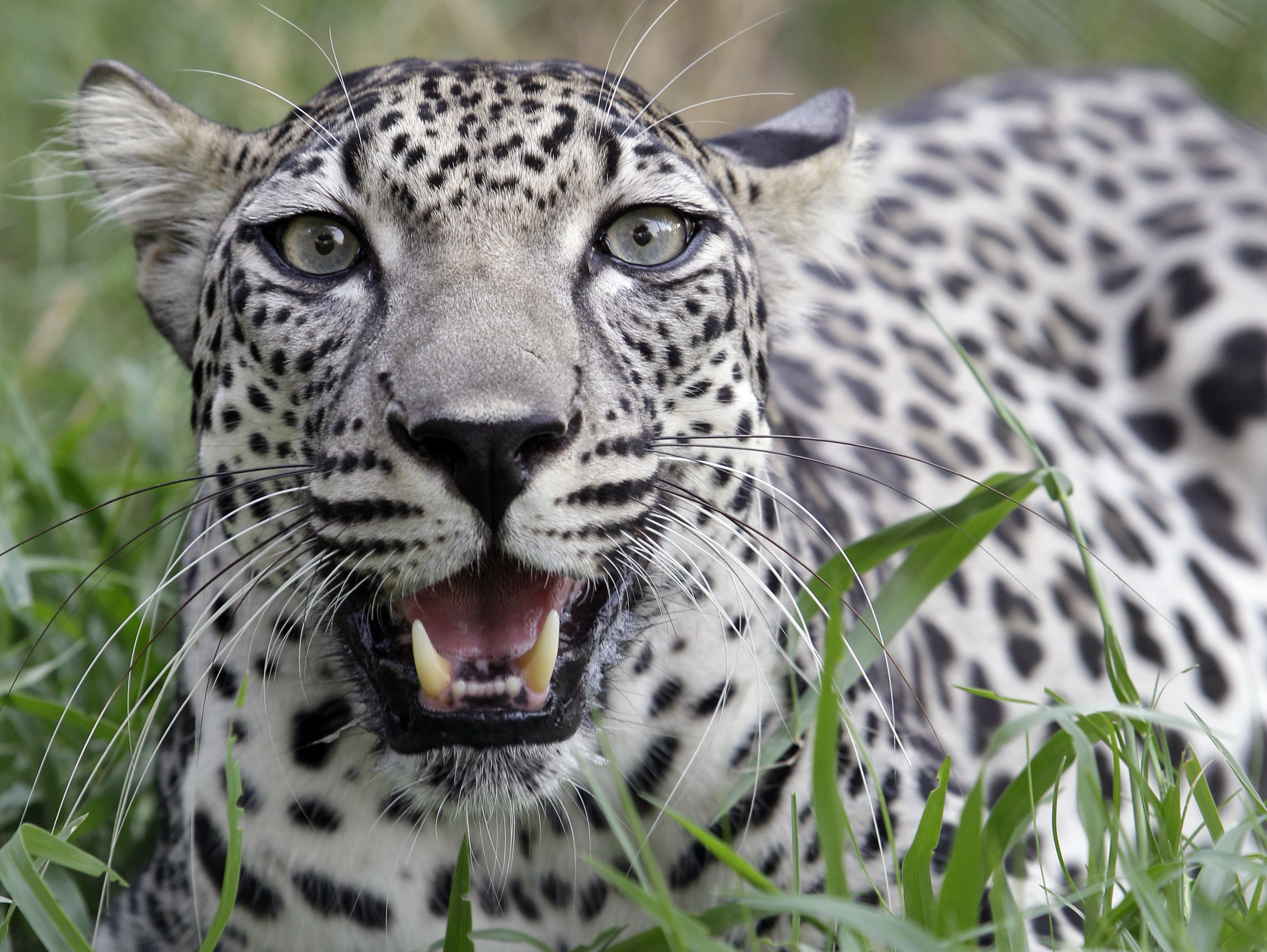 arabian leopard