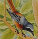 Common Redstart | NatureRules1 Wiki | Fandom