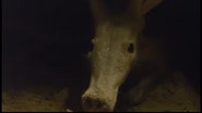 Anima Mundi (1991)