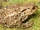 Common Toad