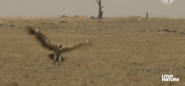 Cheetah Speed Trap (2020)