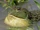 African Bullfrog