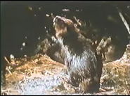 Profiles of Nature (1986)