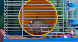 Campbell's Dwarf Hamster, NatureRules1 Wiki