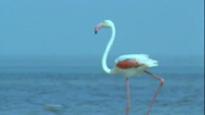 Wild Africa (2001)
