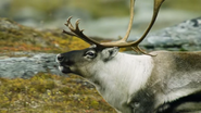 Wild Russia (2018)