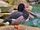 Rosy-billed Pochard