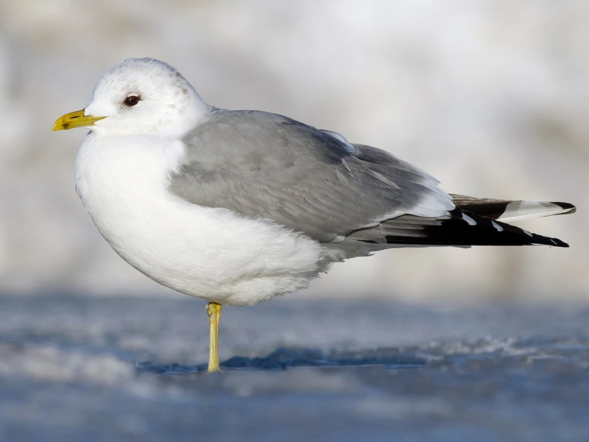 Common Gull | NatureRules1 Wiki | Fandom
