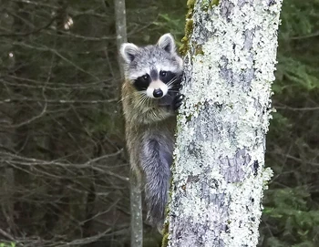 Eastern Raccoon | NatureRules1 Wiki | Fandom