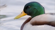 An Original DUCKumentary (2012)
