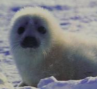 Bright Baby First 100 Animals Harp Seal