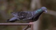 High Anxiety (1977)