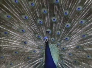 Kratts' Creatures (1996)