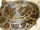 Burmese Python