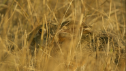 Serengeti (2019)