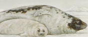 The Illustrated Guide to Marine Fish of the World Harp Seal