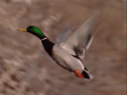 Wild America (1982-1994)