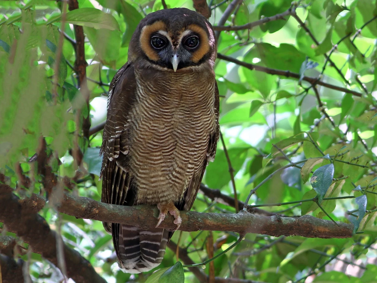 Brown Wood Owl NatureRules1 Wiki Fandom