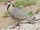 Arabian Partridge