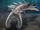 Anomalocaris
