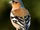 Common Chaffinch