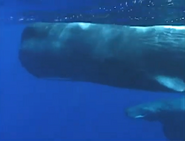 Endless Blue (2004)