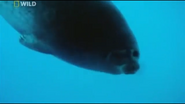I, Predator (2011)