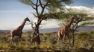 Giraffe