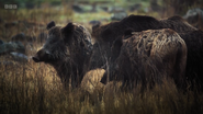 Mammals (2024)